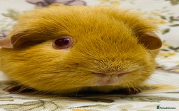 Guinea Pig rodents for sale: Pair of adult retired breeding females  - Image 3