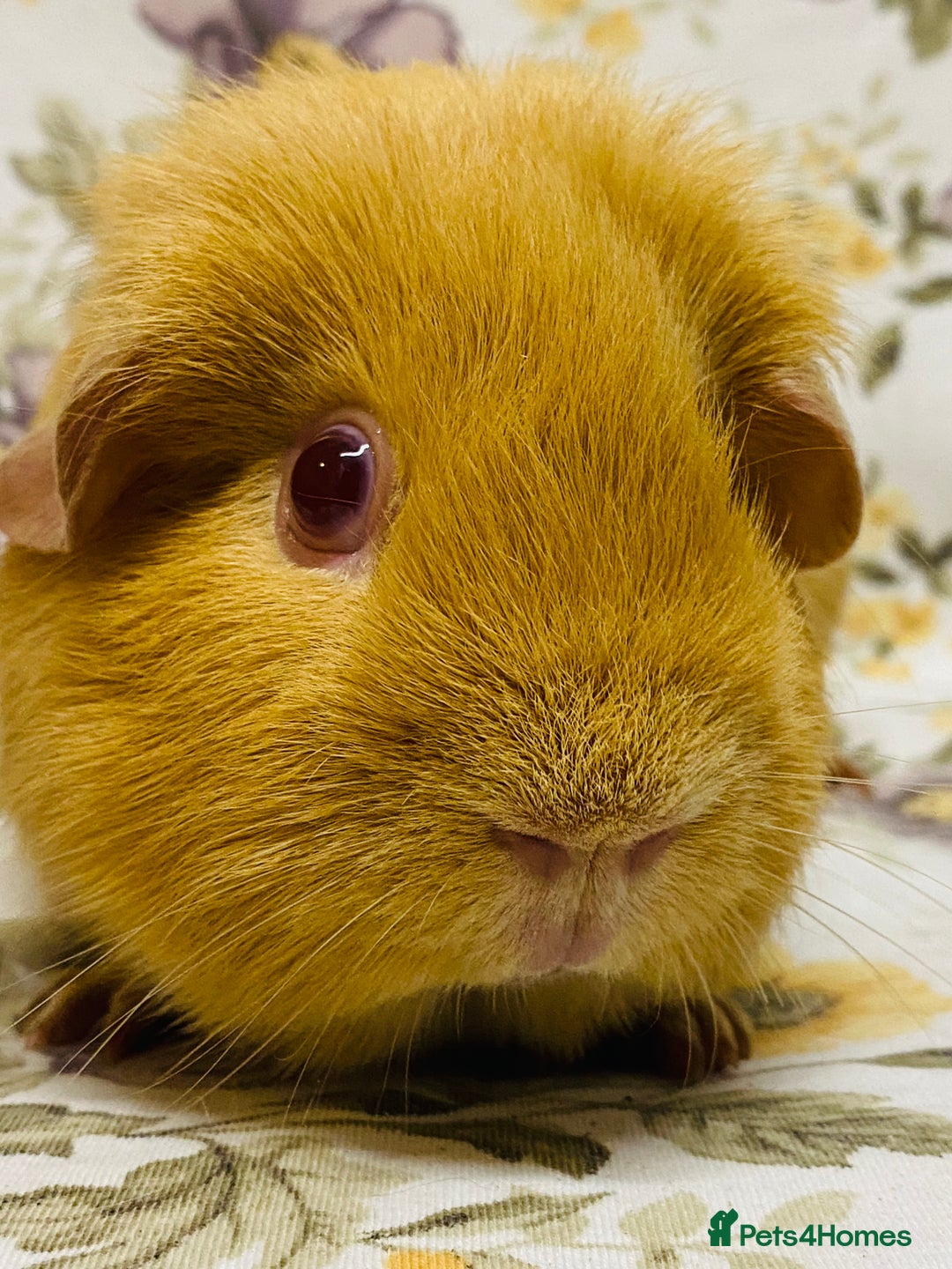 Guinea Pig rodents for sale: Pair of adult retired breeding females  - Image 3