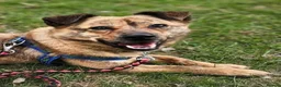 Mixed Breed dogs for adoption: Joey Needs A Home - Advert 1