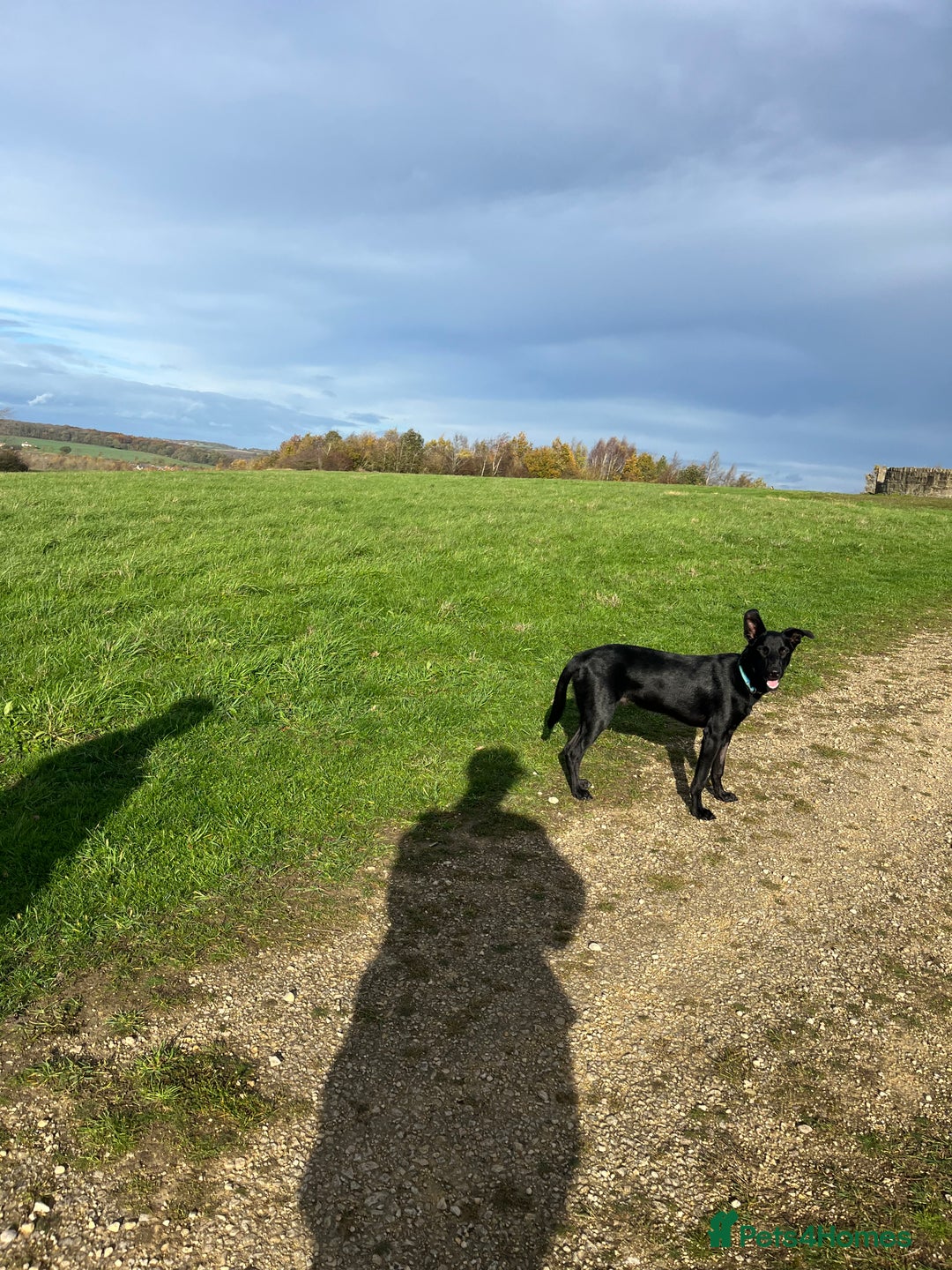 Mixed Breed dogs for sale: Moroccan Puppy  - Advert 14