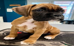 Boxer dogs for sale: Well bred Kc reg boxer puppy girl - Image 1