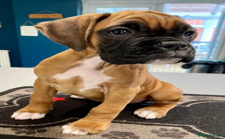 Boxer dogs - Advert 6