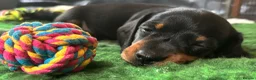 Miniature Dachshund dogs for sale: KC Miniature Dachshund Puppies For Sale - Advert 1