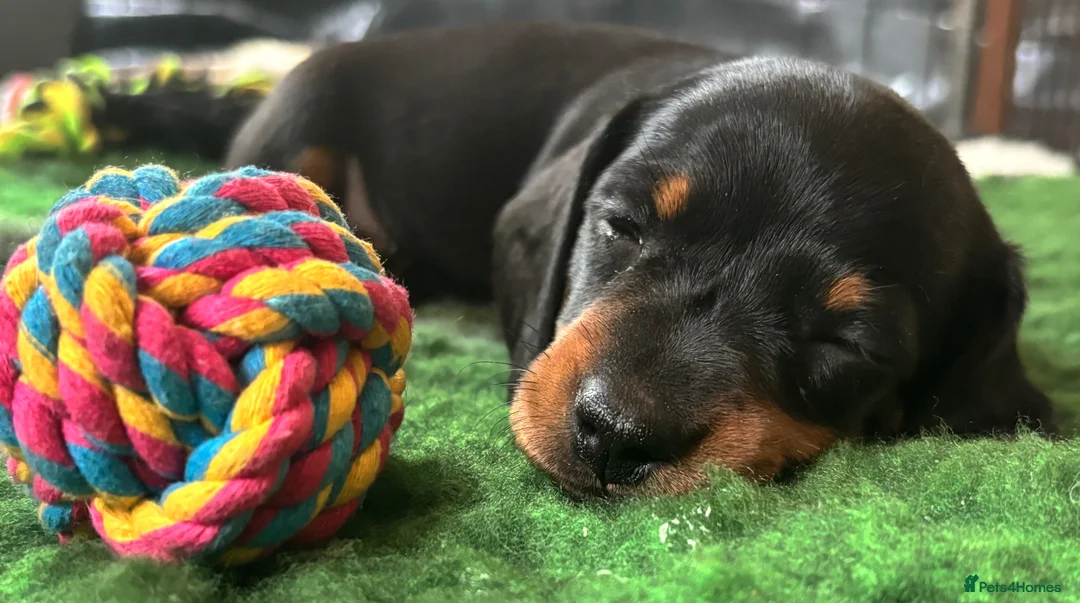 Miniature Dachshund dogs for sale: KC Miniature Dachshund Puppies For Sale - Advert 1