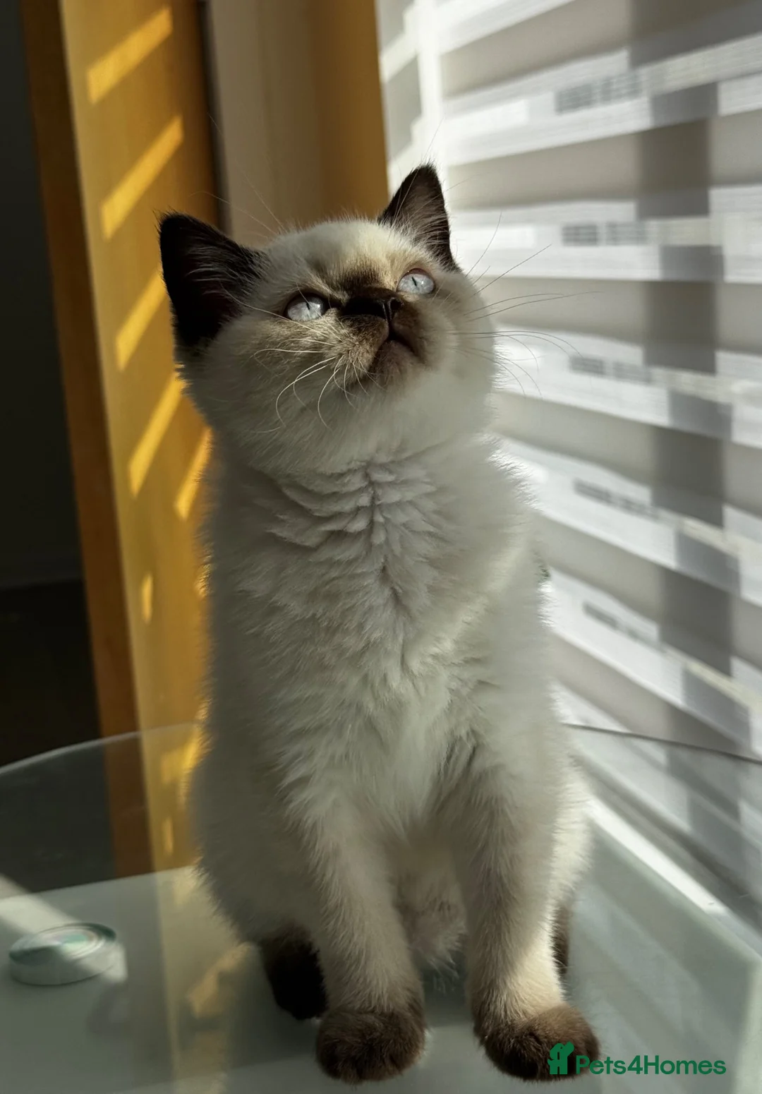 British Shorthair cats for sale: British shorthair kittens ready to leave. - Advert 1