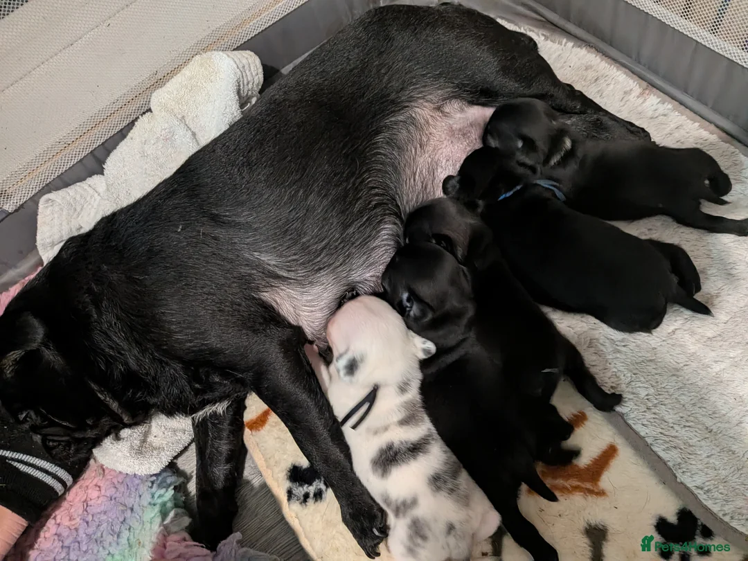 Pug dogs for sale: 3 Black Pug Pups  - Advert 6