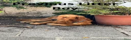 Golden Retriever dogs for sale: Beautiful Fox Red Golden Retrievers RKC rebistered - Advert 6