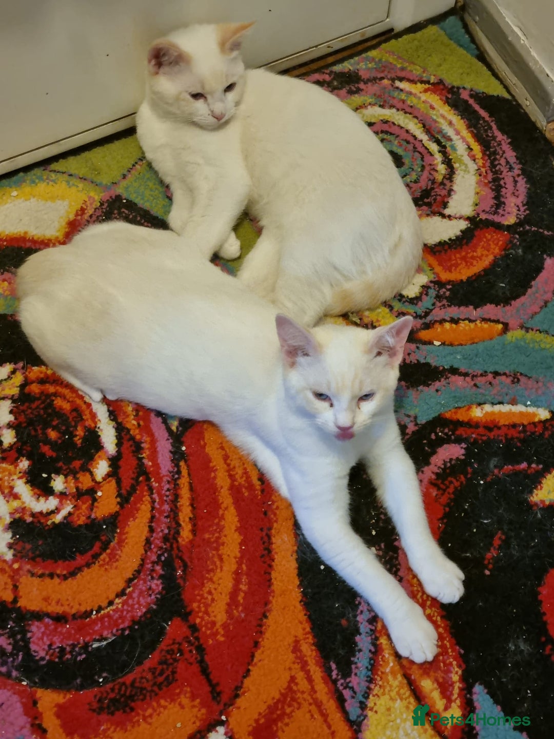 Siamese cats for sale: Flame point siamese  - Advert 8