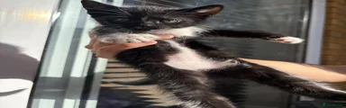 Mixed Breed 4