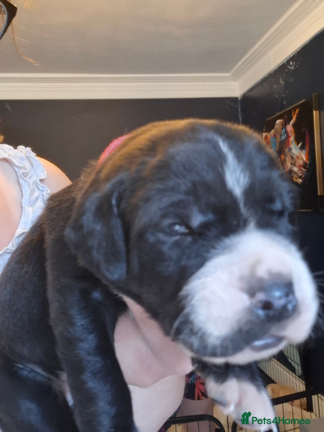 Mixed Breed dogs for sale: Canecorxer cross golden retriever  - Image 7