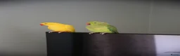 Ringnecks birds for sale: Male and Femele couple + Very good cage - Advert 6