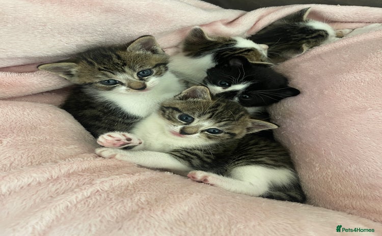 Mixed Breed cats - Advert 3