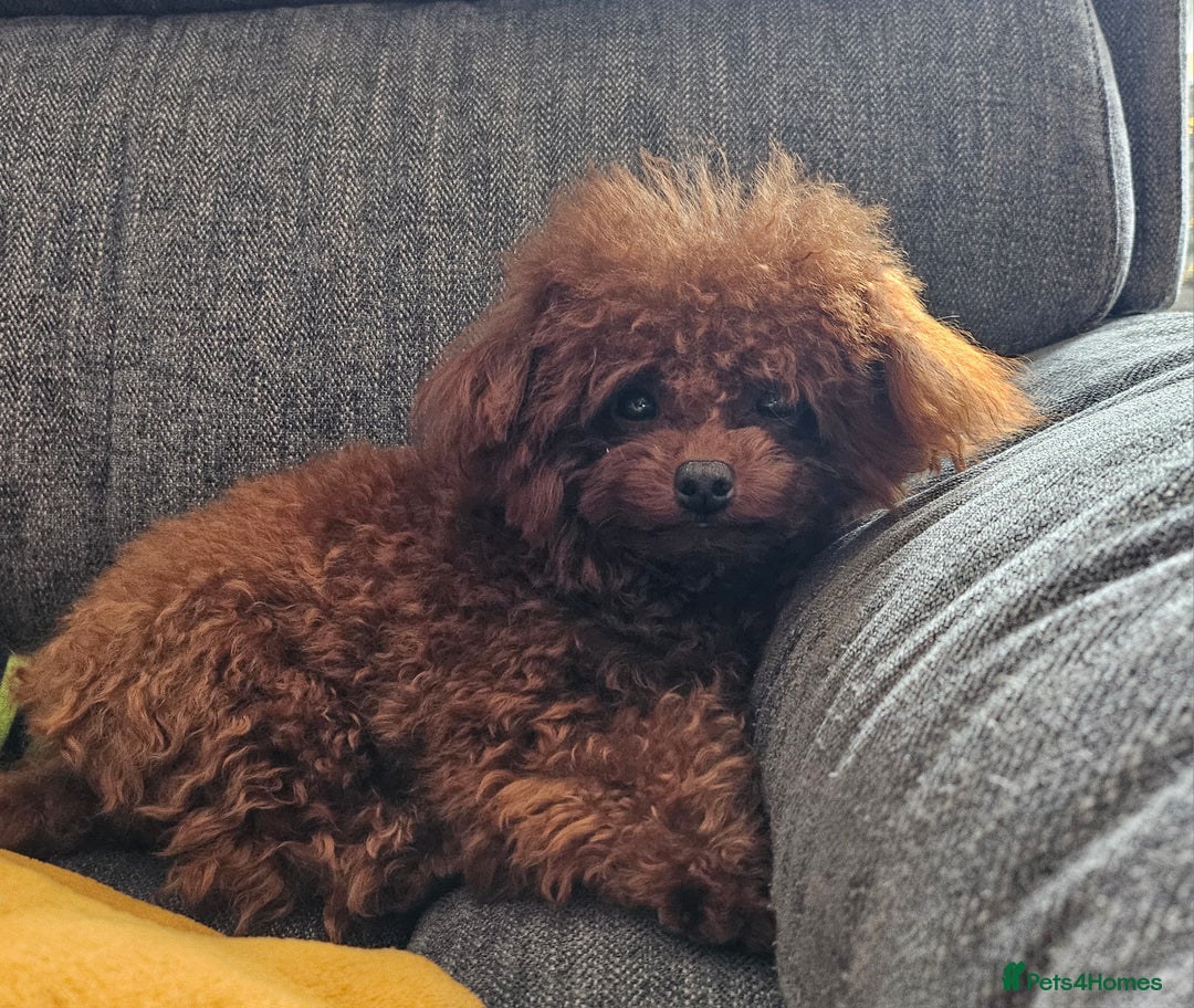 Toy Poodle dogs for sale: Female Asian Toy Poodle  - Image 8