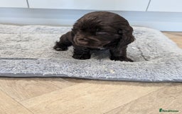 Cocker Spaniel dogs for sale: Show type cocker spaniel  - Image 19