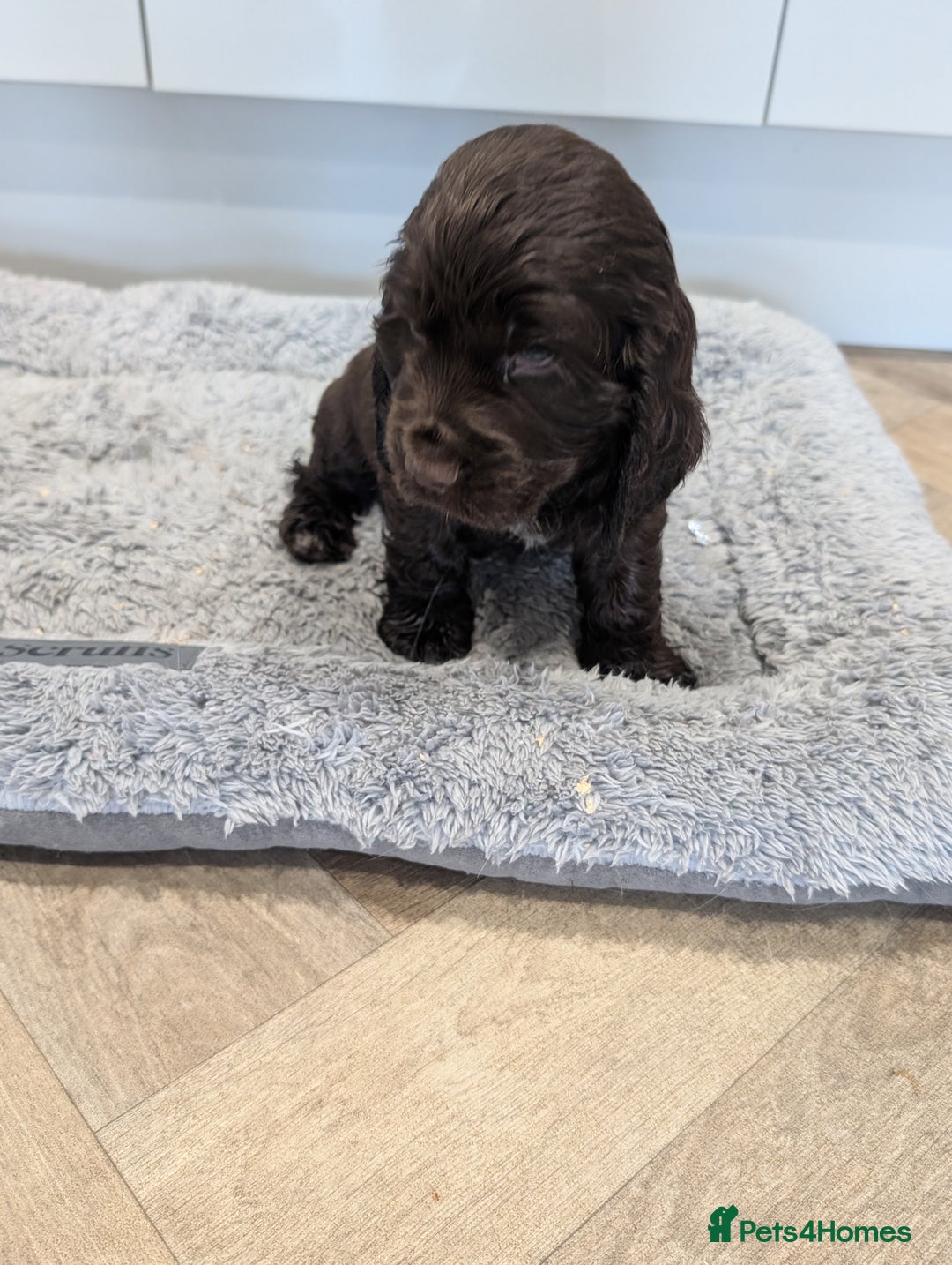 Cocker Spaniel dogs for sale: Show type cocker spaniel  - Image 19