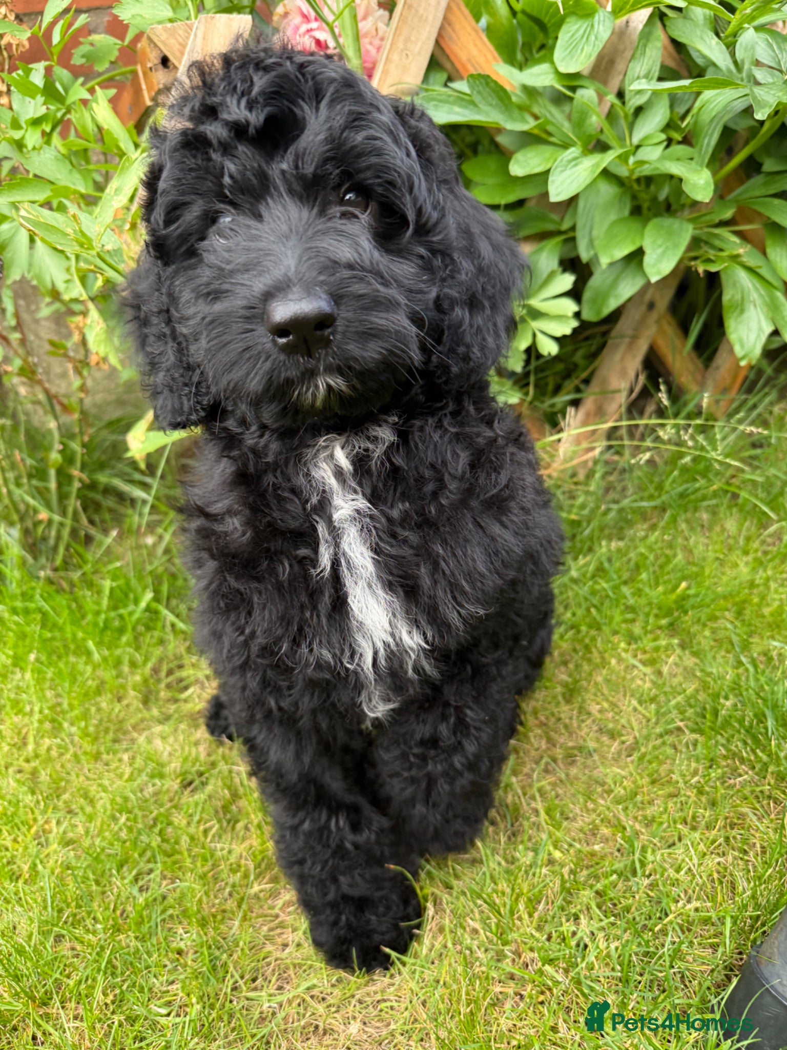 Australian Labradoodle dogs the last boy is ready for his new home - Advert 1