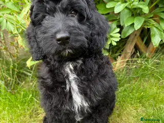 Australian Labradoodle dogs the last boy is ready for his new home - Advert 1