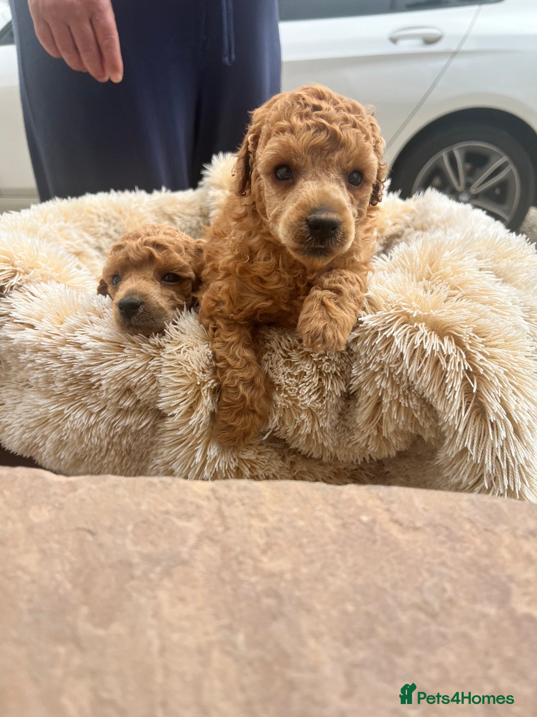 Toy Poodle dogs for sale: 🐶❤️ KC Registered Red Toy Poodle Puppies ❤️🐶 - Image 6