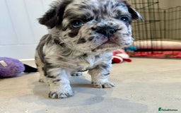 French Bulldog dogs for sale: Visual Fluffy French Bulldogs x 4 Male - Advert 34