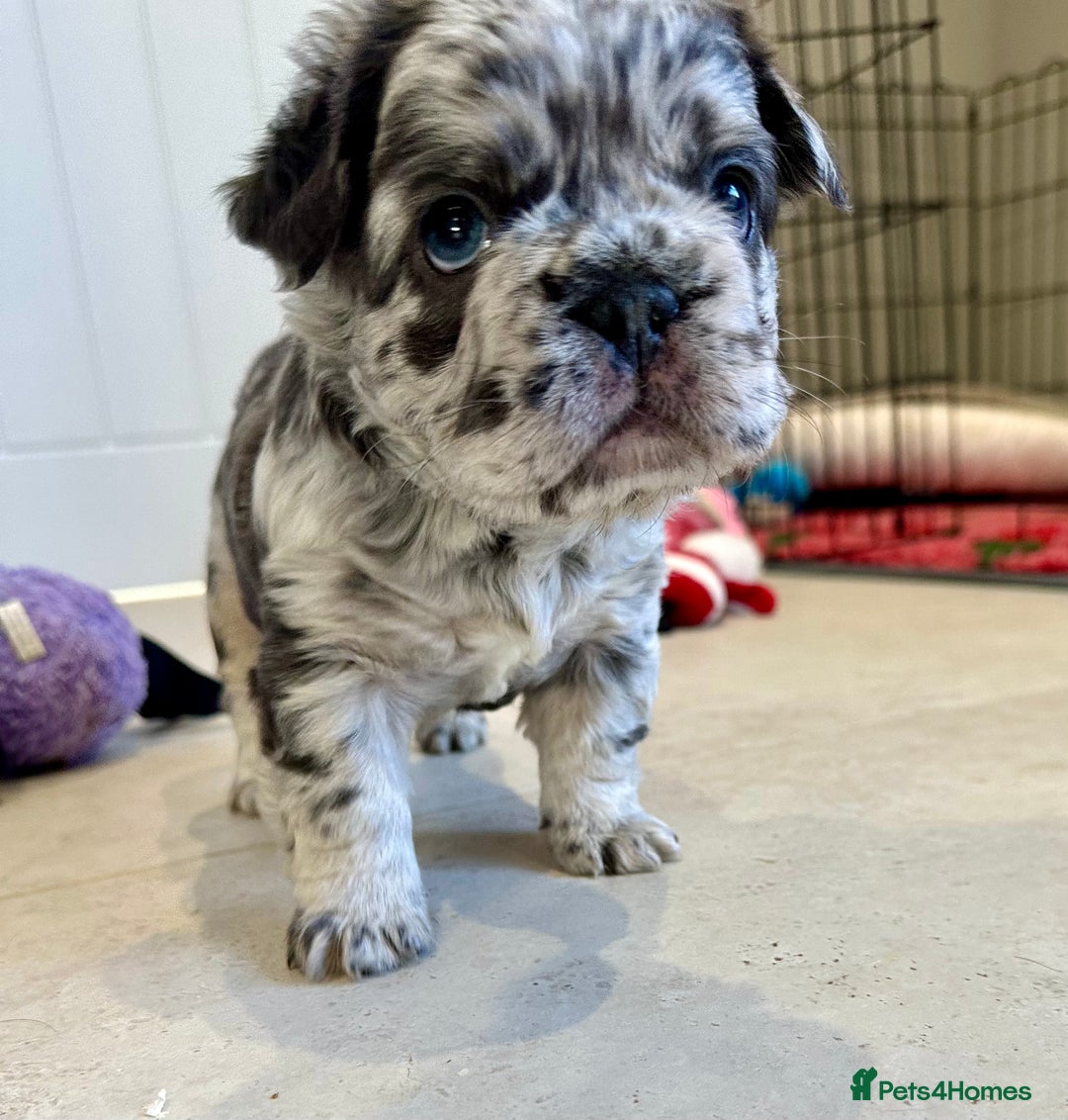 French Bulldog dogs for sale: Visual Fluffy French Bulldogs x 4 Male - Advert 34