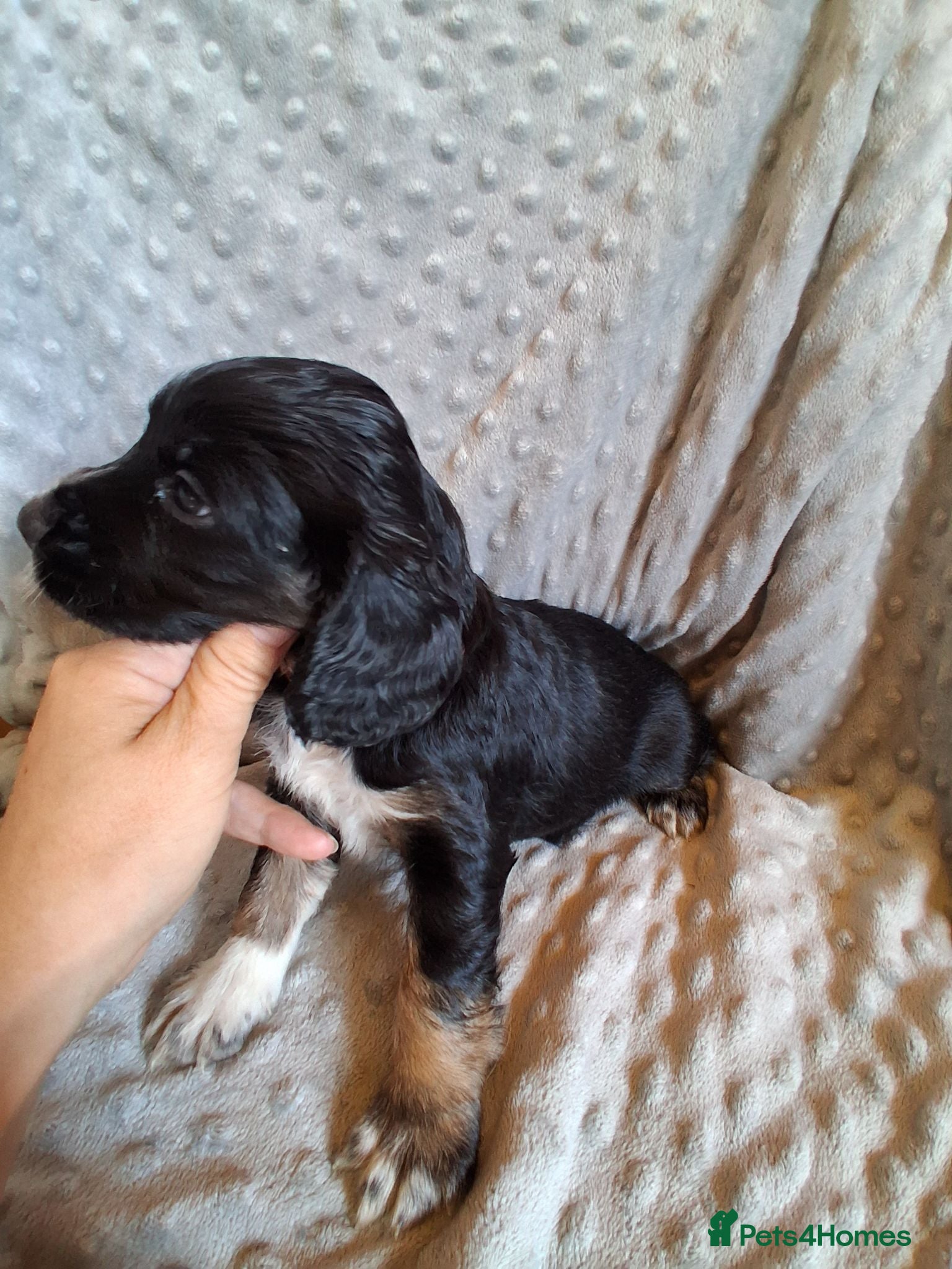 Cocker Spaniel dogs 3 lovely working cocker spaniels DNA  clear  - Advert 18