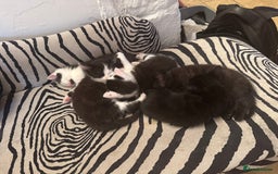 Ragdoll cats for sale: Stunning half Ragdoll kittens  - Image 1
