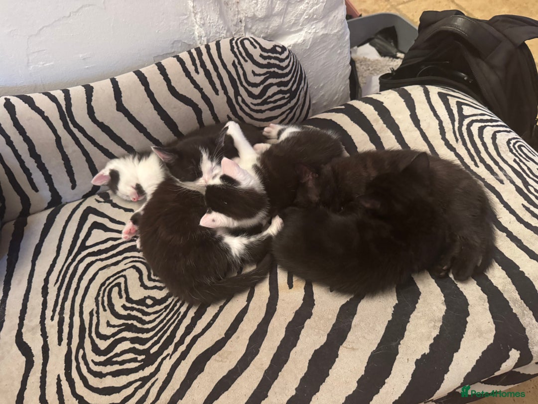 Ragdoll cats for sale: Stunning half Ragdoll kittens  - Image 1