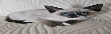 Michhotasher Milo Mojo - Kitten 4