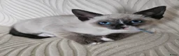 Snowshoe cats for sale: Rare pedigree snowshoe kittens - Advert 4