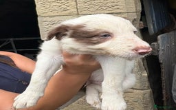 Border Collie dogs for sale: Red and white Border Collie Pups  - Image 14