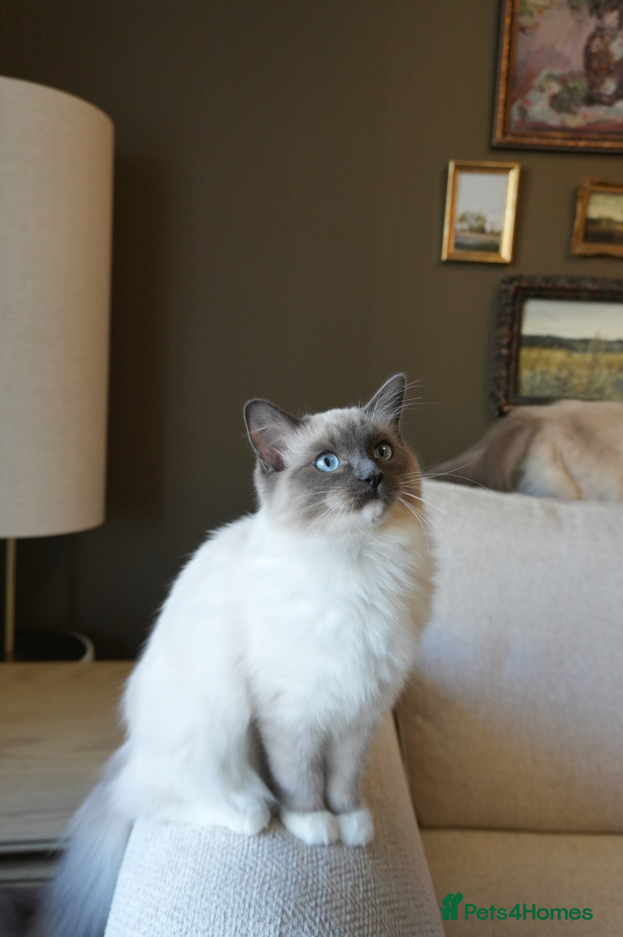 Ragdoll cats Exceptional Ragdoll Kittens | Our Final Litter - Advert 2