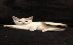 Mixed Breed cats for sale: Ginger and Tortie Kittens 2 available  - Image 11