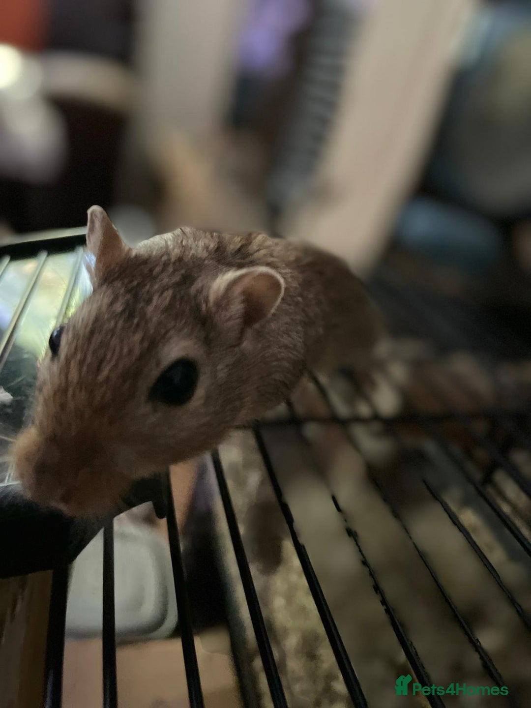 Gerbil rodents for sale: 2 Male Gerbils - Advert 7