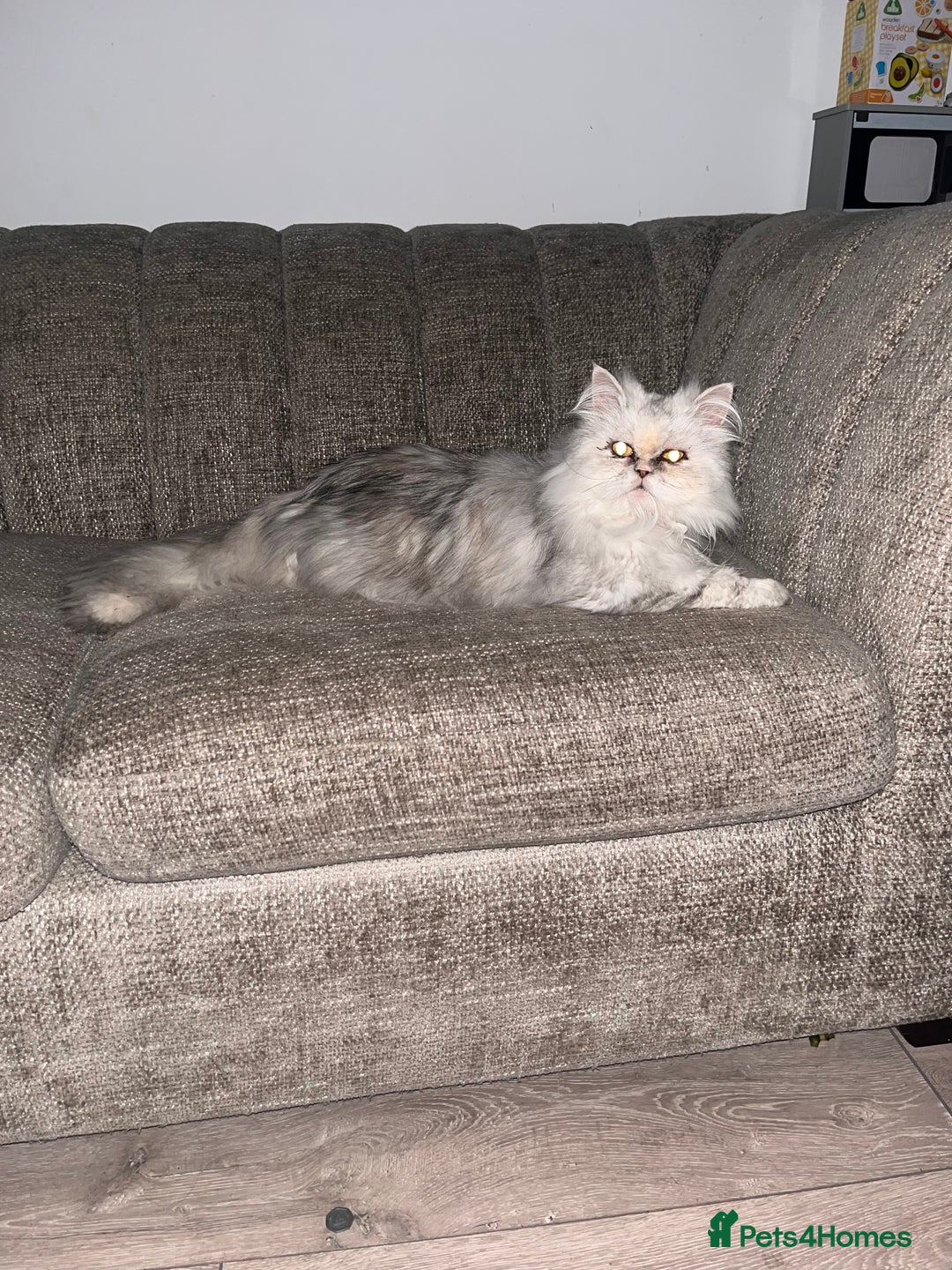 Mixed Breed cats for sale: Family pet  - Image 3