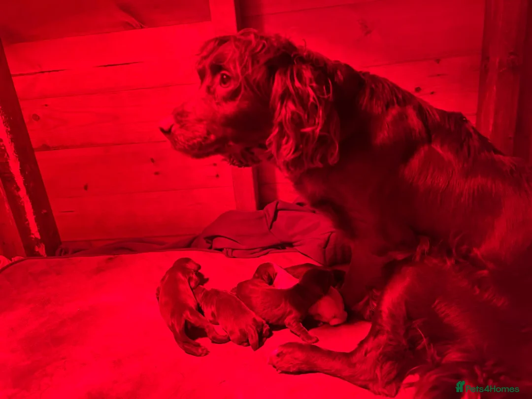 Cocker Spaniel dogs for sale: cocker spaniel puppy’s  - Advert 2