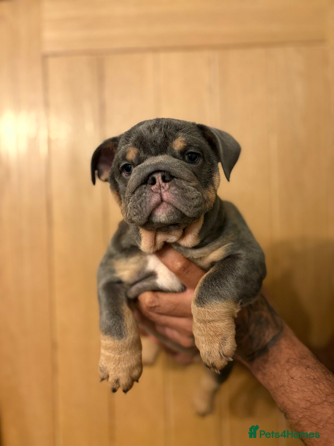 English Bulldog dogs for sale: *REDUCED* Blue & Tan English Bulldog Female - Advert 7