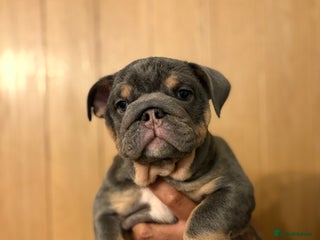 English Bulldog dogs Ready to Leave Blue & Tan English Bulldog Female - Advert 2