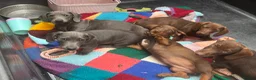 Dachshund dogs for sale: Stunning Solid Blue & Choc & Tan Dachshunds  - Advert 8