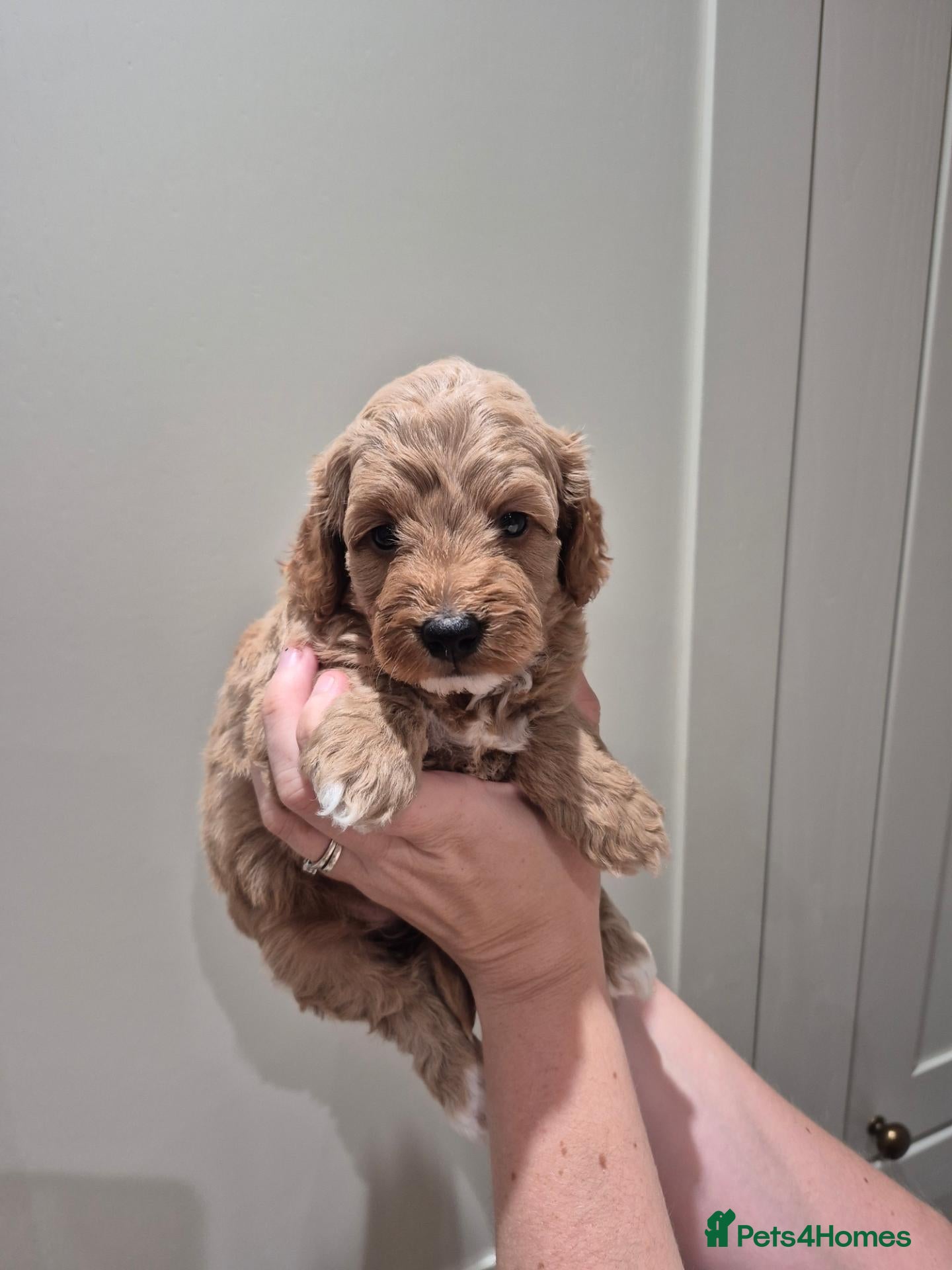 Cockapoo dogs F1B red and apricot curly and wavy cockapoos - Advert 1