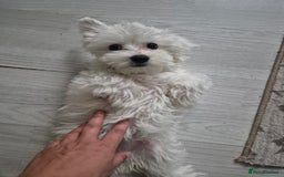 Bichon Frise dogs for sale: ✨ Beautiful 3-Month-Old Female Bichon Frise Puppy  - Image 3