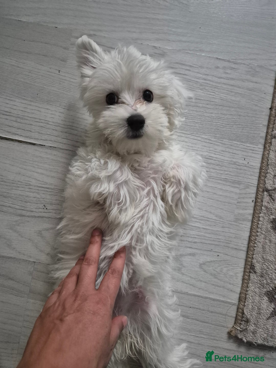 Bichon Frise dogs for sale: ✨ Beautiful 3-Month-Old Female Bichon Frise Puppy  - Image 3