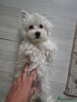 Bichon Frise dogs - Advert 6