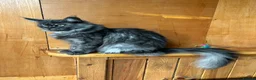 Maine Coon cats for sale: Beautiful black smoke & silver shaded Maine coons  - Advert 3