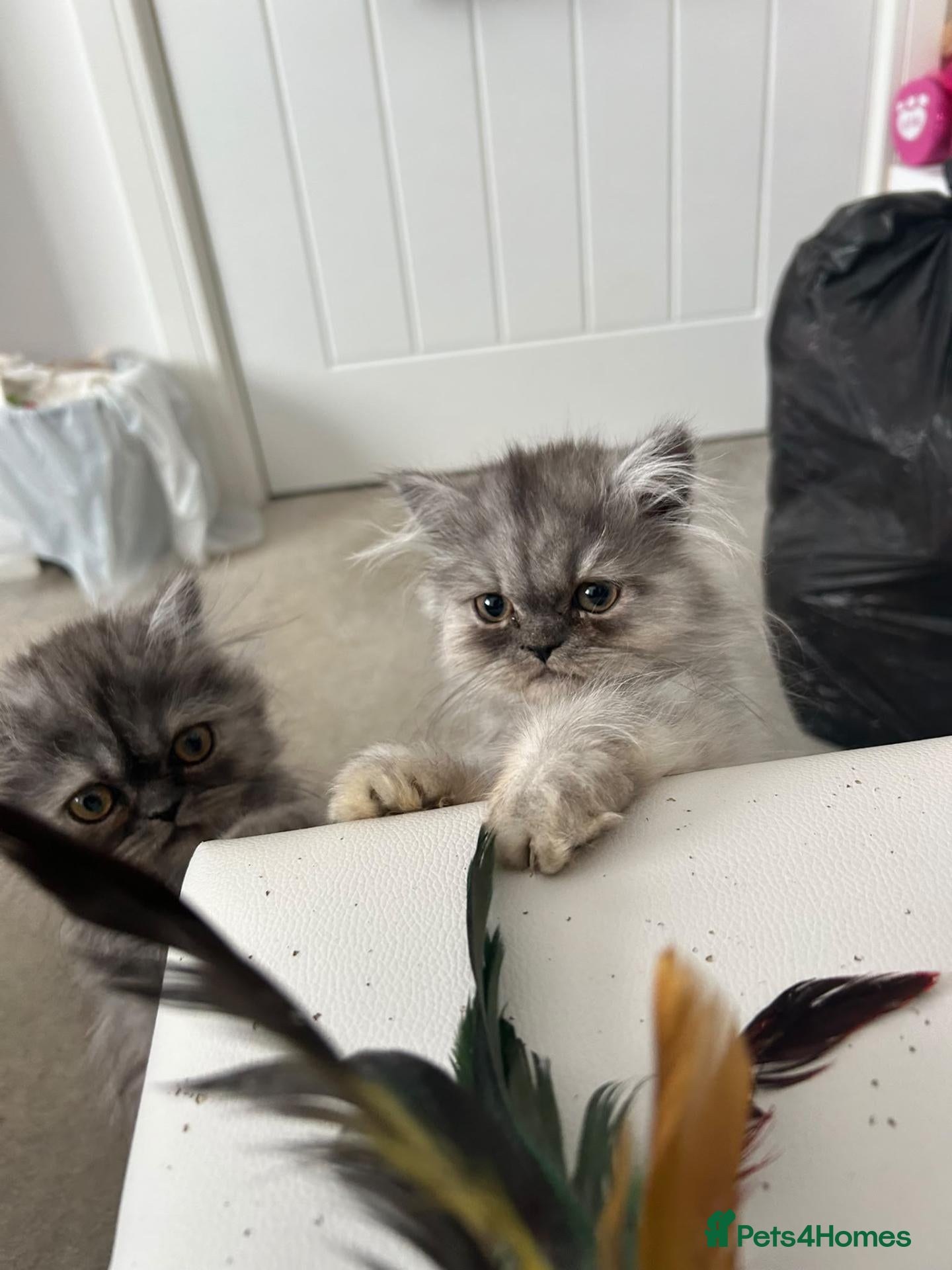 Persian cats 3 silver Persian kittens 1 boy, 2 girls, ready now - Advert 2