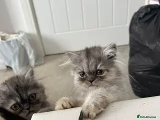 Persian cats 3 silver Persian kittens 1 boy, 2 girls, ready now - Advert 2