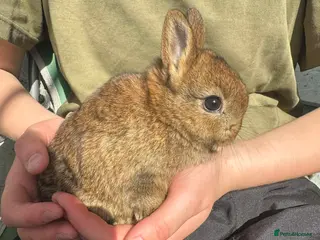 Netherland Dwarf rabbits Baby netherland dwarf litter - Advert 7