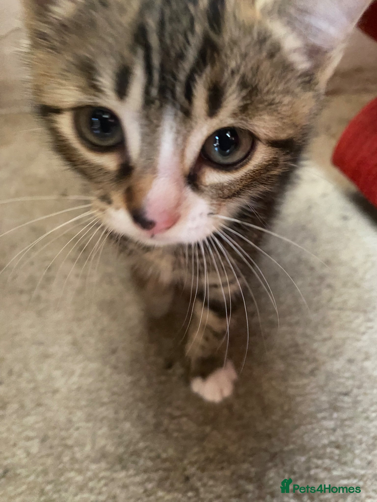 Mixed Breed cats 2 adorable male kittens ready to find a new home - Advert 5