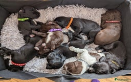 Sprocker dogs for sale: Sprocker Spaniel Puppies - Image 2