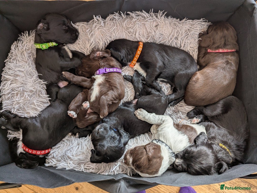 Sprocker dogs for sale: Sprocker Spaniel Puppies - Image 2