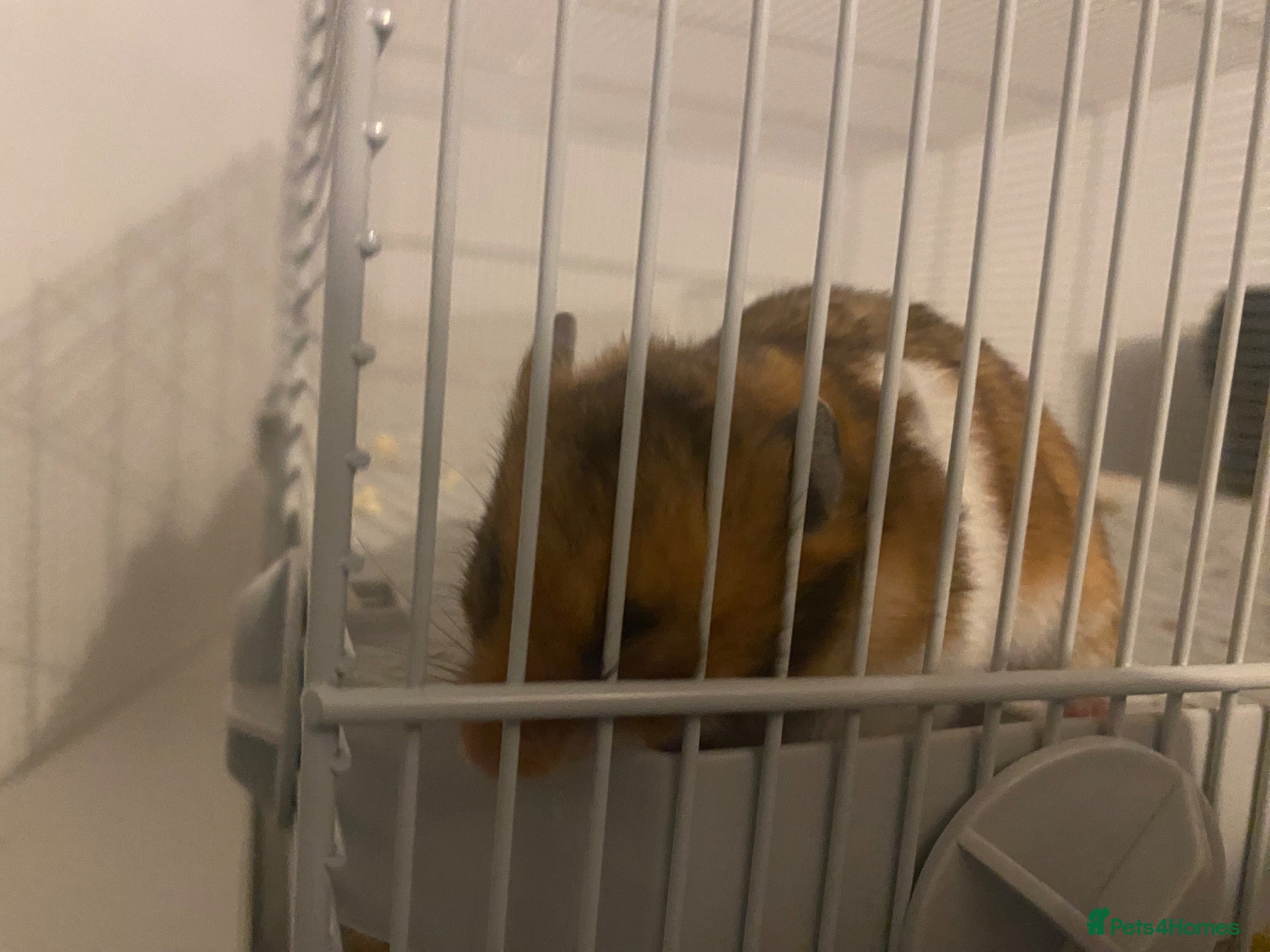 Hamster rodents for sale: Syrian hamster everything included  - Advert 1